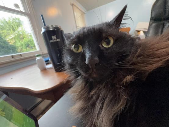 A close-up of a black cat with large, expressive eyes, sitting on a desk. In the background, there is a large black drink container and a small white bottle on a wooden table, with greenery visible outside the window.