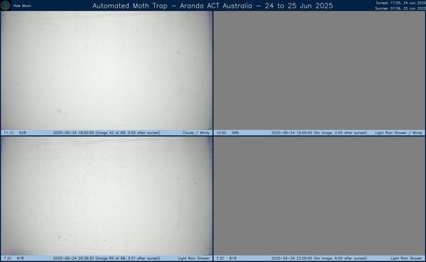 Collage showing insects attracted to light and automatically imaged 1 hour, 2 hours, 4 hours and 6 hours after sunset in Aranda, ACT, Australia on the night of 24 to 25 Jun 2025. The image includes four smaller images collected around the listed times. Each image shows a section of sheet with a variable number of insects attracted to UV and visible light. Number and variety depends on time of year and conditions during the given night. The image is also labeled with basic details of the associated weather and moon phase. For more explanation of the Automated Moth Trap project visit https://amt.hobern.net/ and https://www.flickr.com/photos/dhobern/albums/72177720322426621.