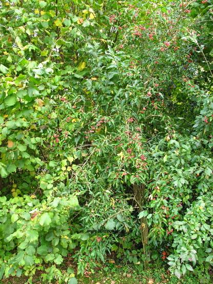 Photo of treespecies Euonymus alatus : Category is boom-tree-baum-arbre-arbol