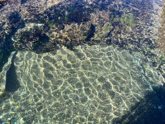 Looking down at the caustics cast on the sandy floor or a rock pool behind the ocean baths. Was trying to catch a glimpse of the little grey fish that dart around but they were too quick and too shy. Maybe i cast a shadow and spooked them, clever little survivors that they are.