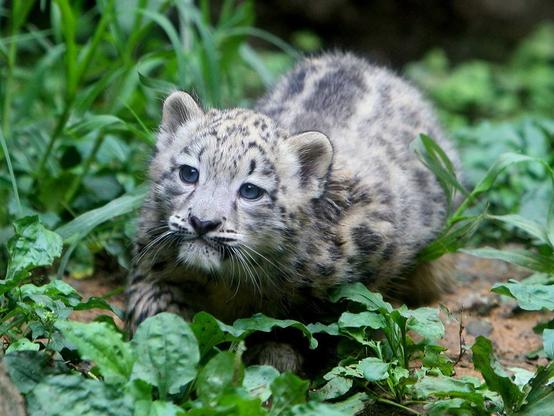 A picture of a snow leopard.