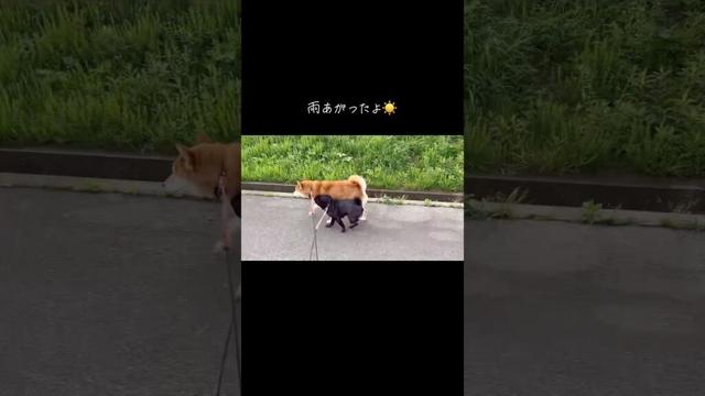 お散歩行ったよ🐶 #dog #柴犬 #パグ #わんこ #shibainu #doggie #pug #walking #お散歩 #routines #癒し #shibadog #愛犬 #犬好き