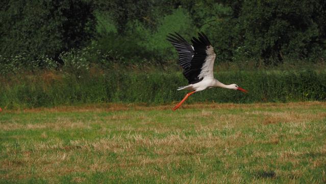 Adebar im Abflug