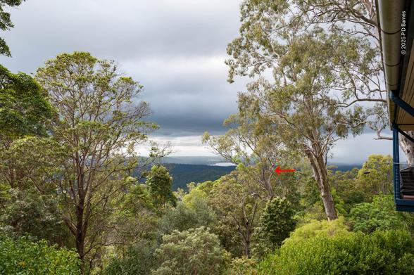 A wide shot of trees around the Bald Knob house. One tall eucalypt has a red arrow pointing to a spot about half way up its trunk, probably 20 - 30 metres up. It's the location of a hollow limb where a lace monitor (large goanna) sleeps.