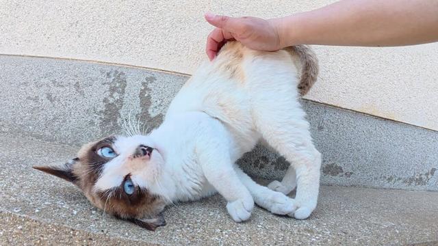 シャム猫ちゃんが激しく転げ回って人間を歓迎してくれた