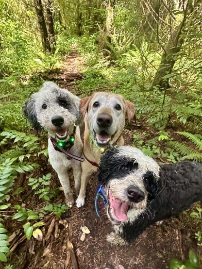 Three dogs with huge smiles stand together on a footpath through the forest.