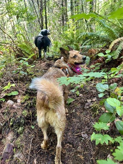 Two dogs hike up a footpath through the forest, and one looks back over her shoulder with a smile.