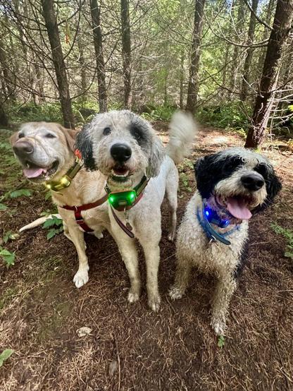 Three dogs stand together and smile for treats in a shady area of the woods.