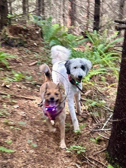 Two smiling dogs run at top speed side by side down a wooded hillside.