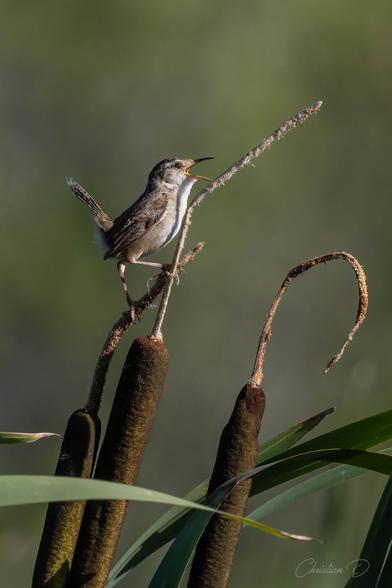 Le Troglodyte des marais est un véritable acrobate, se faufilant habilement entre les roseaux et les quenouilles. Insectivore, il se nourrit d’araignées, de chenilles, de coléoptères et d’autres petits invertébrés qu’il capture près de l’eau.Son chant complexe et énergique est souvent le seul indice de sa présence.