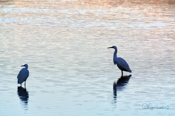 Ambiance fin de journée, deux aigrettes légèrement à contre-jour sont posées dans des eaux calmes. Une est dos à l’objectif et la tête tournée vers la gauche, l’autre est de profil face à la gauche de l’image. L’eau a pris des coloris très clairs, dans les tons pastel, en dégradé de beige et de bleu presque blancs.