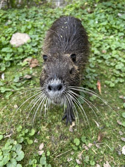 A close-up image of a wet, furry animal with long whiskers, set against a background of green grass and leaves. The animal's face is prominently featured, showcasing its rounded ears and dark fur.

Ein Nahaufnahmebild eines nassen, pelzigen Tieres mit langen Schnurrhaaren vor einem Hintergrund aus grünem Gras und Blättern. Das Gesicht des Tieres ist prominent zu sehen und zeigt seine runden Ohren und sein dunkles Fell.