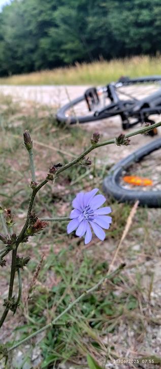 Perna (bluïet) dins un chamin