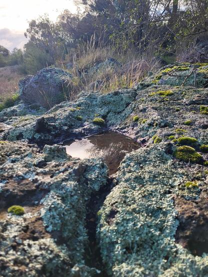 A glistening pool of water atop a boulder encrusted with lichens and mosses reflects a pale wintry sky. In the background are grass tussocks, shrubs and the reed beds of Kororoit Creek below a low rocky bluff, all catching the light.