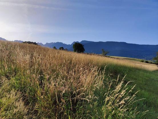 Une photo de paysage avec toujours un ciel bleu un peu voilé et des montagnes en arrière-plan, puis au premier plan de hautes herbes jaunies, le tout sous les rayons du soleil matinal encore bas.