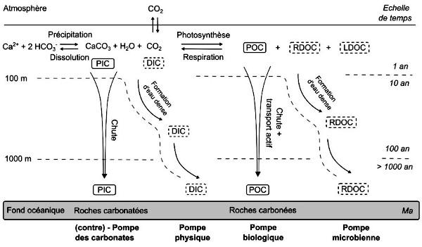 Schéma des quatre principales pompes océaniques de carbone : pompe physique, pompe biologique, pompe des carbonates, pompe microbienne.