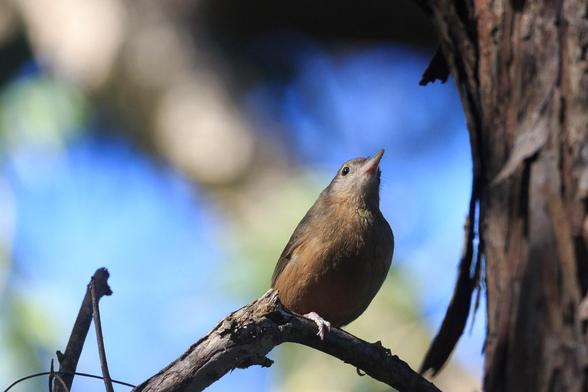 A brownish bird with a rufous breast on a branch.