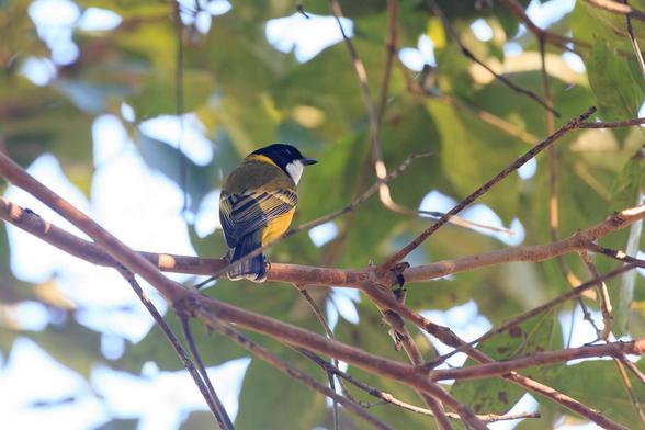 A Golden Whistler (male) as seen from behind. It is looking right. 
It has a black head, white chin/thoat, Golden neck, breast and belly, olive wings.