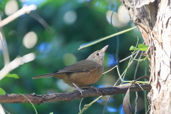 A side view of the Rufous Shrikethrush. Here you can see its head and wings are grey while the underside is a soft rufous colour.