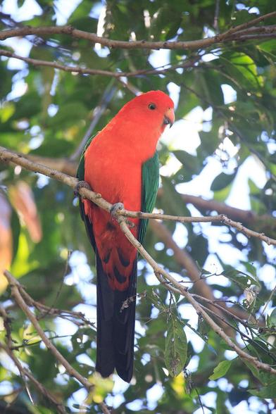 Male Australian King Parrot, looking down at me expectantly hoping I might have seed. It is a largish parrot with Red head and body and green wings.
