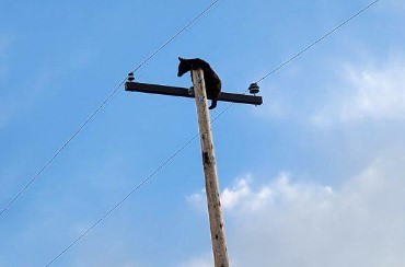Bear seen at the top of an electric post near Lyons. (Courtesy of Reddit User dark_paradise)