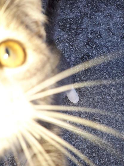 Das Bild zeigt Details eines Katzengesichts, ein gelbes gelbgrünes Auge und einige reflektierende  Schnurrbarthaare.