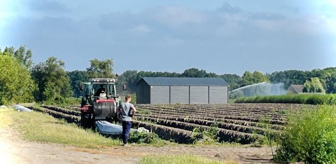Het laatste afdekplastic over de aspergevelden wordt opgeruimd.

Stiphout, 25 juni 2025