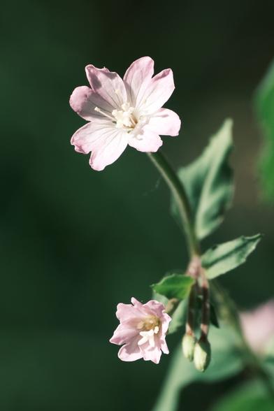 A small pale pink flower, with four petals. The photo is highly zoomed in, reveling details of the flower pistils and petals. A smaller flower, about to open, is also included in the frame.