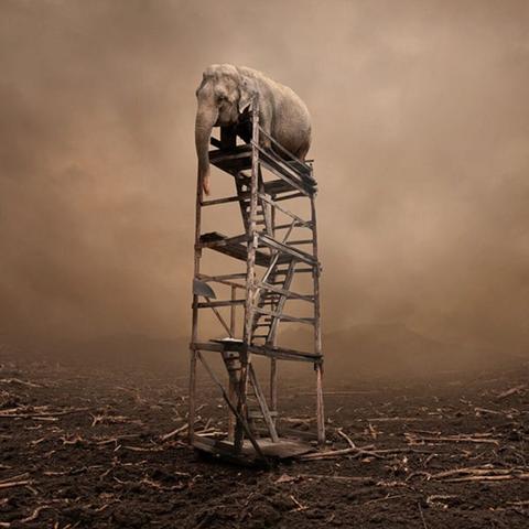 Les-elephants-surrealistes-de-Caras-Ionut-14-1