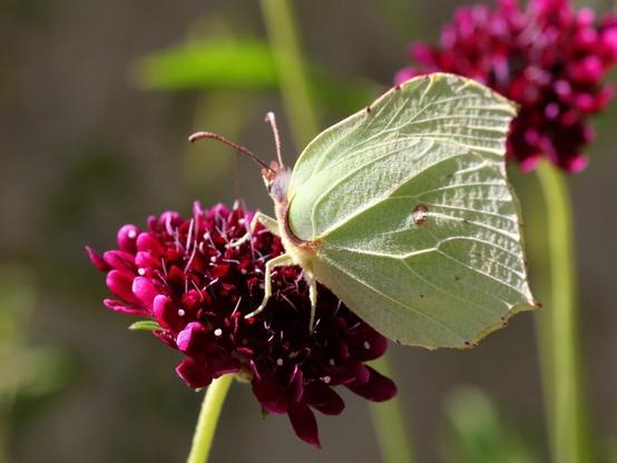 Citron, Limon, Piéride du Nerprun
Brimstone
Gonepteryx rhamni