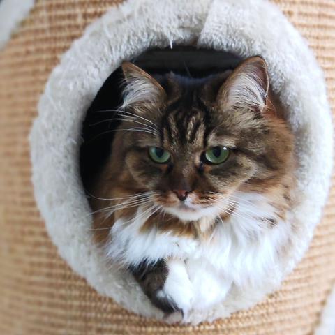 A brown and white fluffy cat looks out of a hole surrounded by white fake fur trimming in a cat scratching tower.