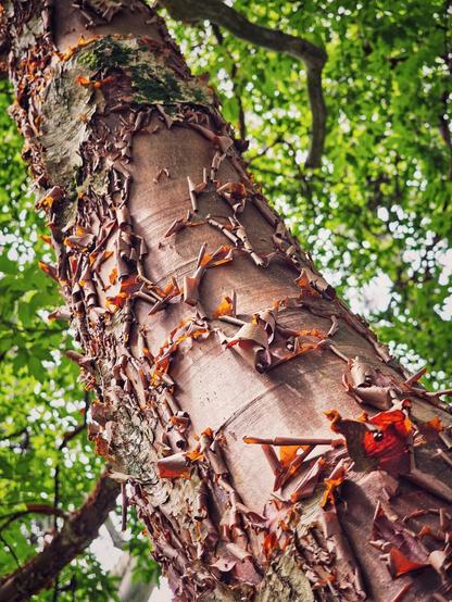 A low-angle close-up shot of a tree trunk with rich, reddish-brown, peeling bark revealing lighter layers beneath. The rough texture of the bark is prominent, with many flakes curling outwards. In the background, out-of-focus green leaves and branches of other trees are visible, creating a soft, natural backdrop.