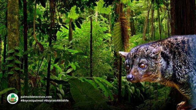 African Palm Civet Nandinia binotata