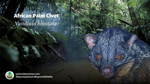 African Palm Civet Nandinia binotata - Africa
