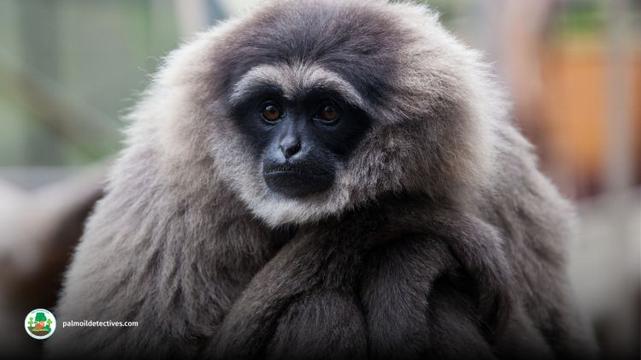 Silvery gibbon - Hylobates Moloch