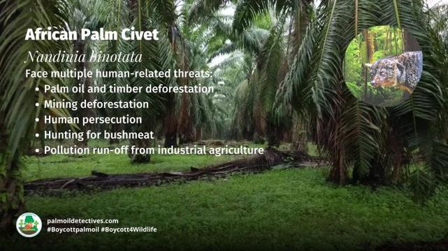 African Palm Civet Nandinia binotata - Africa