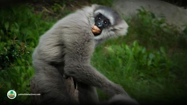 Silvery gibbon - Hylobates Moloch