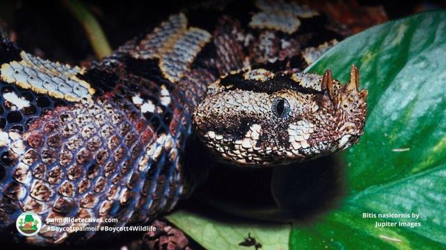 Butterfly Viper Bitis nasicornis