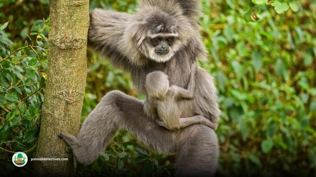 Silvery gibbon - Hylobates Moloch