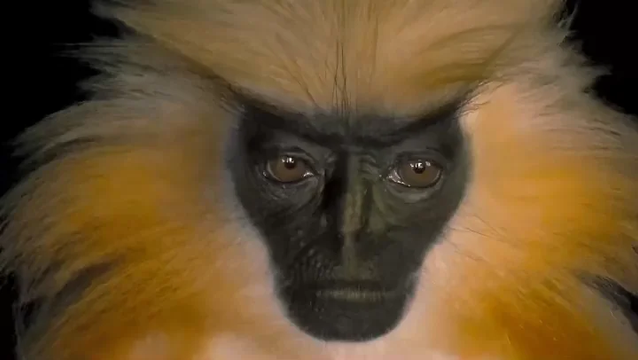 The expressive face of a monkey