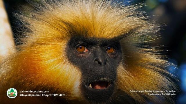 Golden Langur Trachypithecus geei
