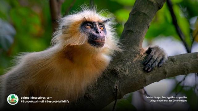 Golden Langur Trachypithecus geei