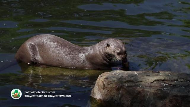 Giant Otter Pteronura brasiliensis 3