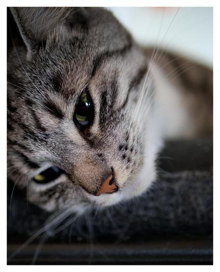 En stående bild på katten Sonjas ansikte när hon ligger i en svart fåtölj. Hon tittar snett nedåt och ser blasé ut.