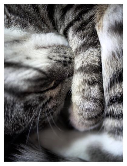 En stående bild på katten Sonja ihopkurad med nosen instucken under ett framben. Man ser halva ansiktet, två framben och tippen av svansen.
