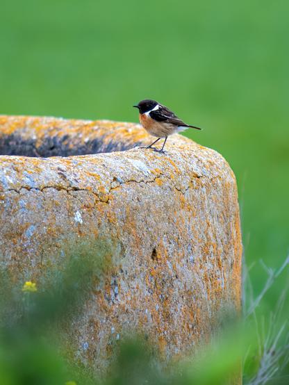 𝗣𝗶𝗰𝘁𝘂𝗿𝗲 𝗗𝗲𝘀𝗰𝗿𝗶𝗽𝘁𝗶𝗼𝗻 (𝗘𝗻𝗴): A male European stonechat perched on an old, cracked, lichen-covered cement wall of a traditional irrigation pond in a green setting due to the surrounding crops.

𝗗𝗲𝘀𝗰𝗿𝗶𝗽𝗰𝗶𝗼́𝗻 (𝗘𝘀𝗽): Una tarabilla común macho posada en una vieja tapia de cemento, agrietada y con líquenes, de una balsa de riego tradicional en un entorno verde a causa de los sembrados del entorno.