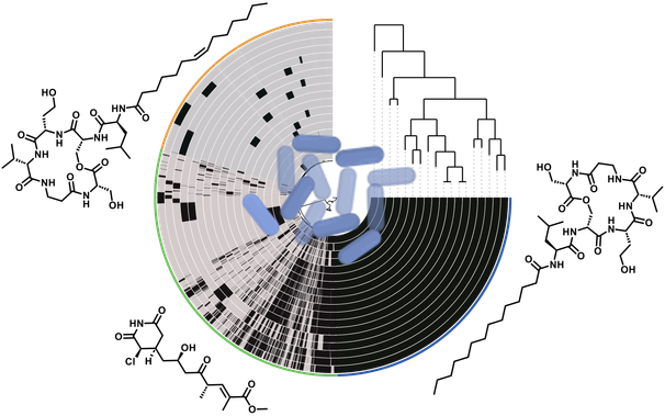 Central pie chart shows genes of different Pseudomonas syringae strains. Chemical structures on the outside represent newly discovered compounds. Phylogenetic tree of relationships at the top.