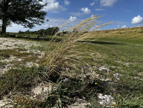 Grass in the wind at a Dutch beach.