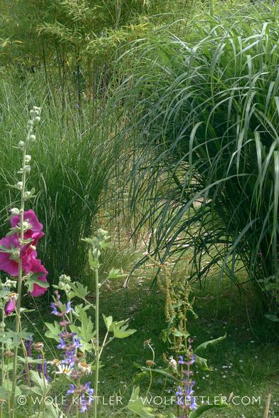 In the middle distance, two tall ornamental grasses separated by a narrow strip of ‘lawn’, i.e. grass. The tall grasses are touching at the top.
In the foreground, dark red flowering hollyhocks, blue flowering Salvia nemorosa and self sown marguerites, which are going over,
In the distance a mass of green from a bamboo and various shrubs.