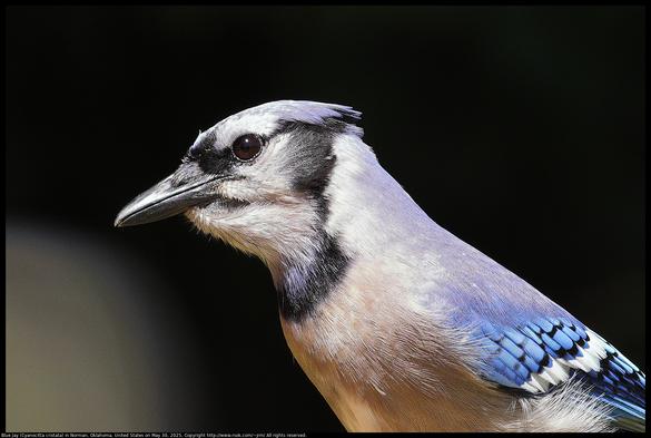 A Blue Jay (Cyanocitta cristata) was standing with crest lowered in sunlight in Norman, Oklahoma, United States on May 30, 2025. The background is dark shadows in contrast to the brightly lit bird.